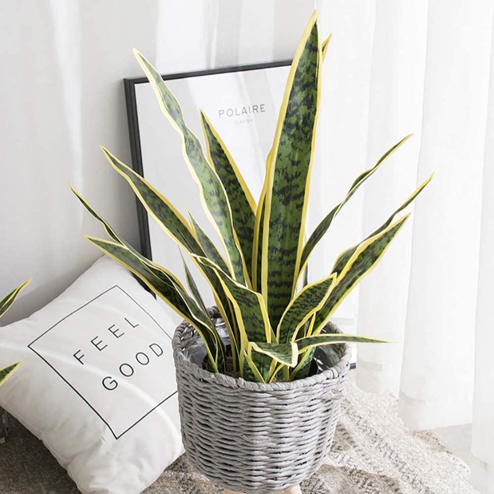 Artificial Snake Plant: image 7